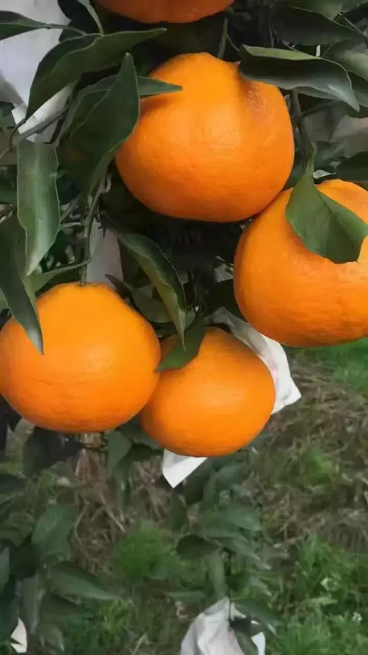 贡柑柑橘,柑橘沃柑和脐橙的区别