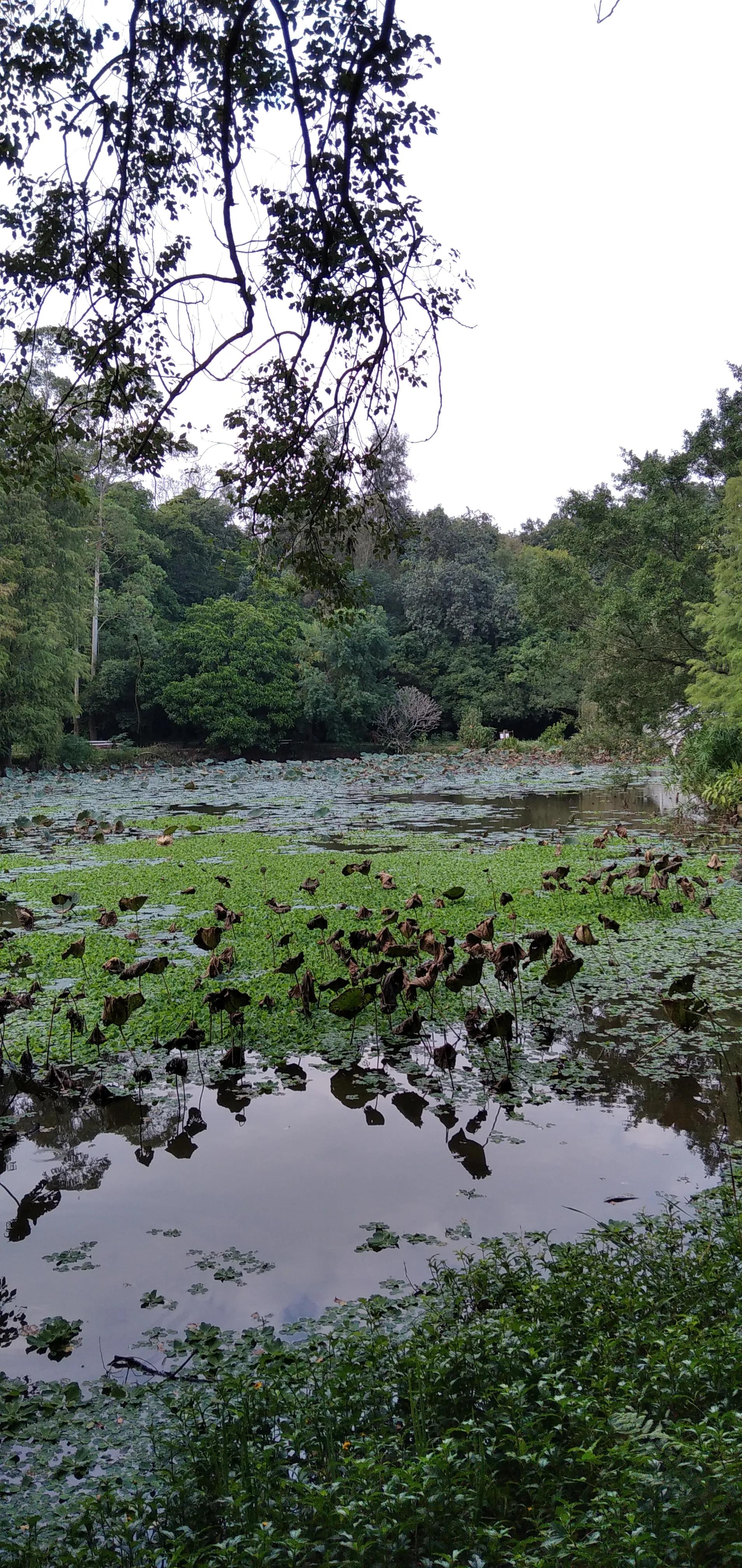 良凤江国家森林公园在哪里啊,良凤江国家森林公园