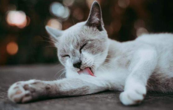 月亮睡了你不睡，你是秃头小宝贝！为啥猫咪每天熬夜没见秃头呢？