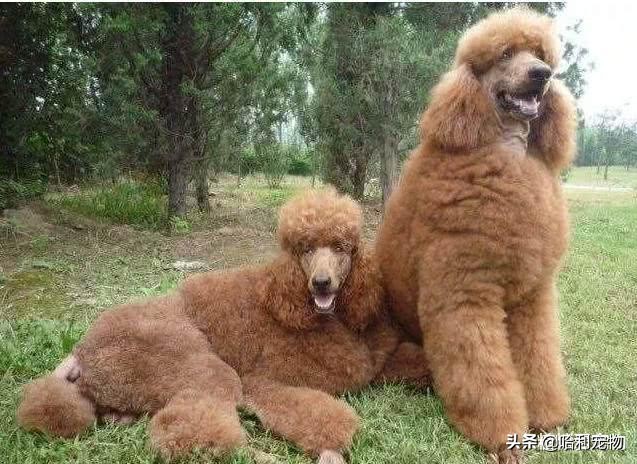 常见宠物狗类型及价格表,几种常见宠物狗的价格图片对比