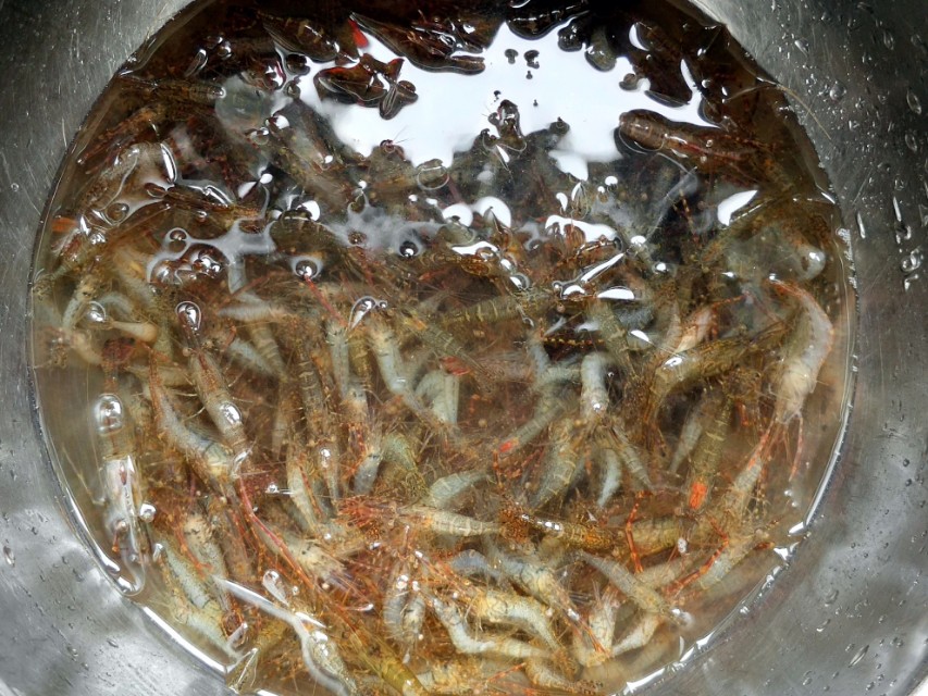 香酥小河虾老少皆宜的补钙佳品,传说中的香酥小河虾既补钙又美味