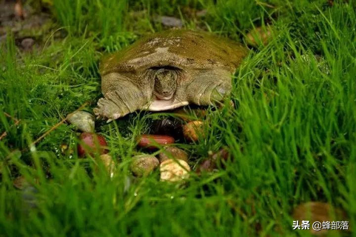 上山甲鱼下山野鸡不追是什么意思,上岸的甲鱼和下山的野鸡