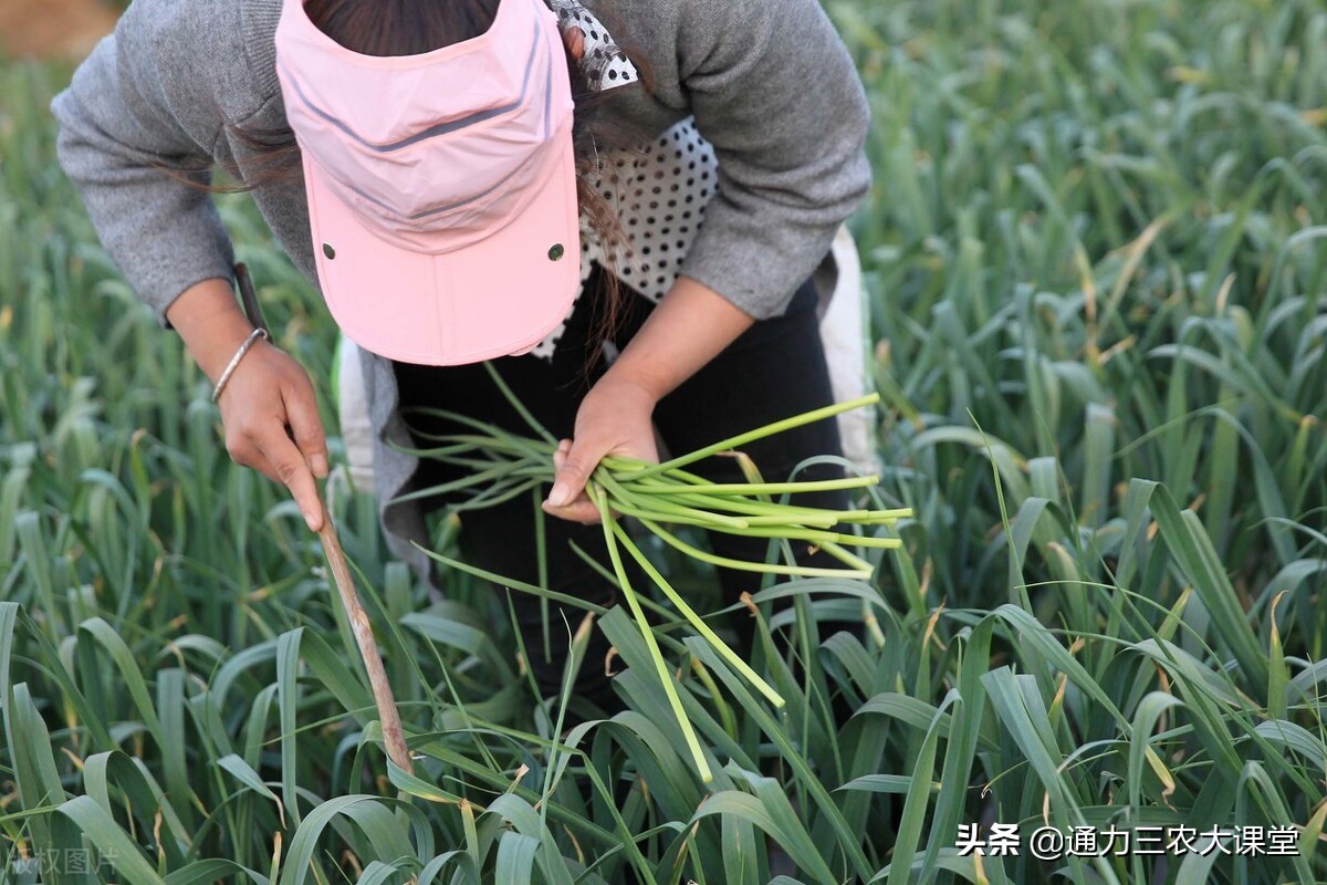 草木灰能治大蒜锈病吗？大蒜叶枯病、锈病一招彻底解决，值得收藏