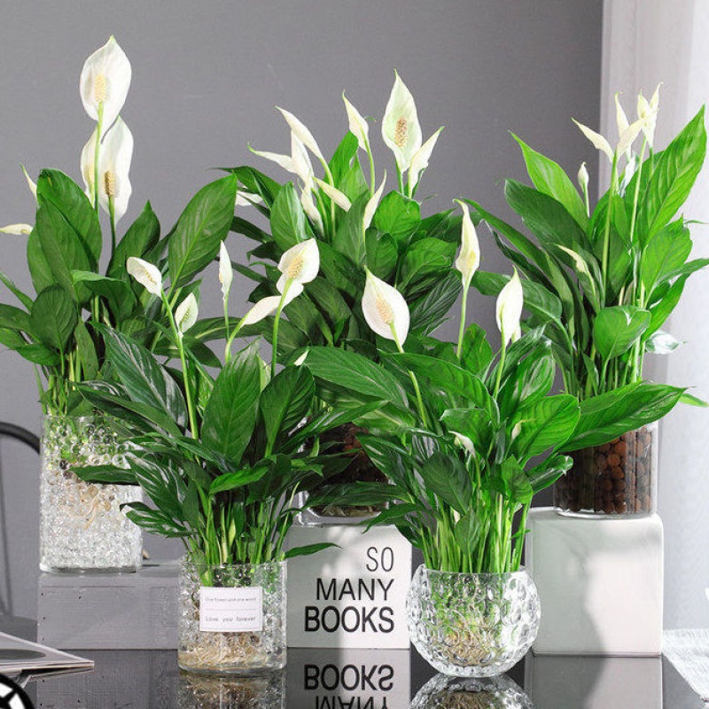 如何选择家中花卉植物盆栽,家庭常见的盆栽花卉的养护与管理