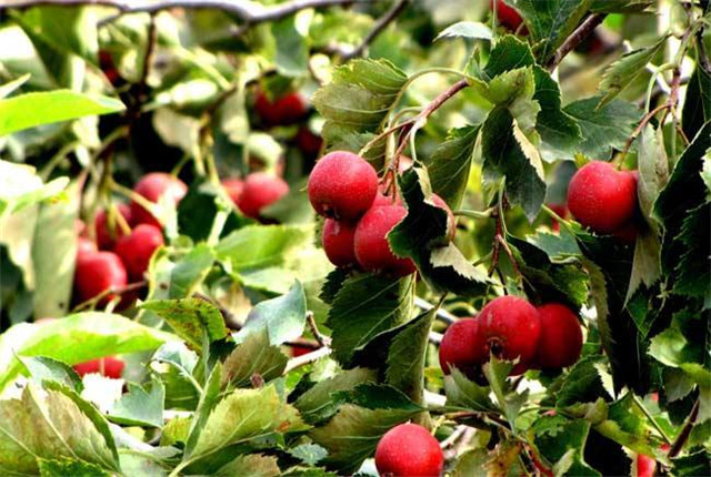 山楂栽培技术及副作用,山楂栽培方法