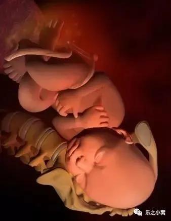 孕期胎儿成长图鉴,孕期胚胎成长图片