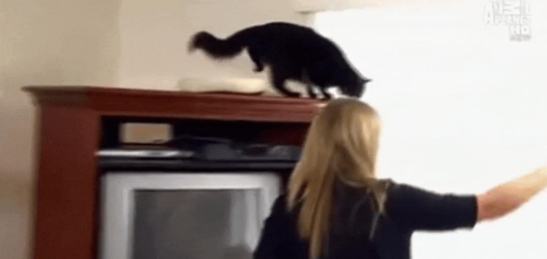 猫为什么总凶别人,猫为什么凶新来家的小猫