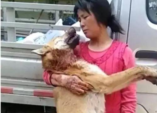 养狗的正确方法和建议,关于养狗的基本知识和方法