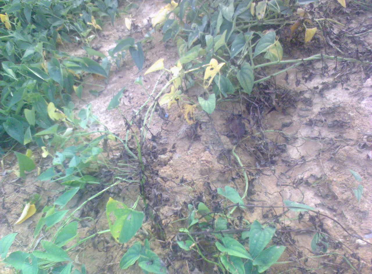 山药死藤，可能得了镰孢枯萎病，一文教你如何确认病害科学防治！