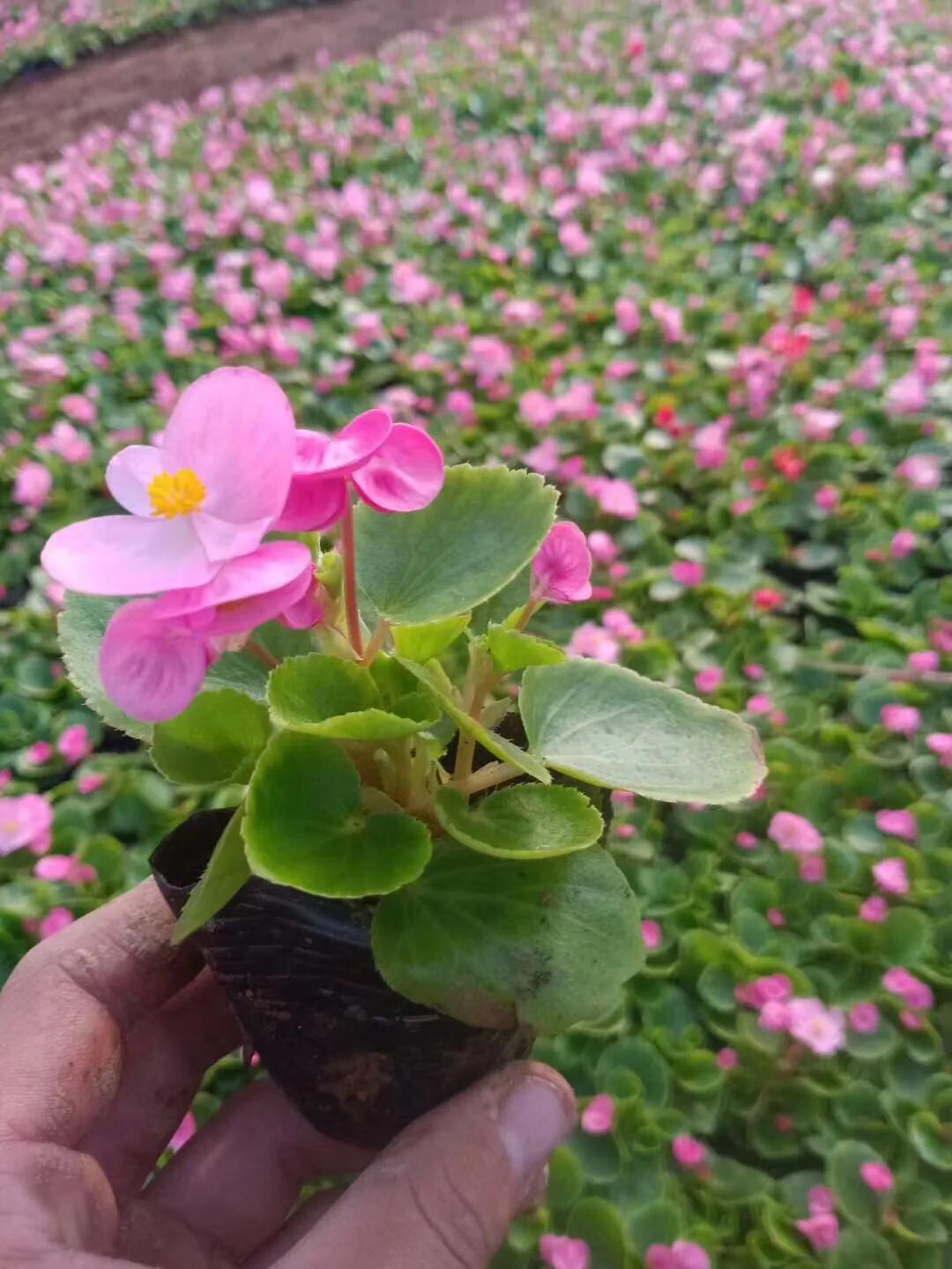 景富花卉苗木基地,培坤绿化苗木