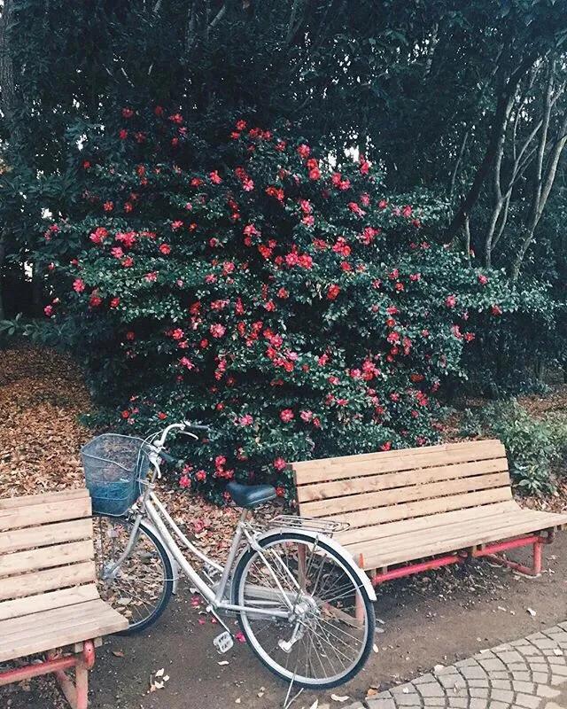 日本丁克家庭多吗,日本主妇有多少不上班