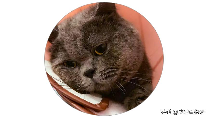 猫咪摔骨折了治疗需要多少钱,猫咪骨折后吃什么恢复得快