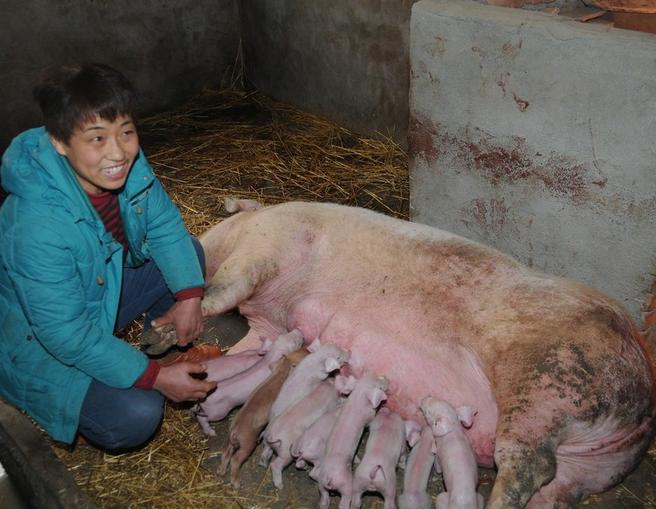 母猪身上有死皮怎么治疗,母猪身上有很多死皮怎么治疗