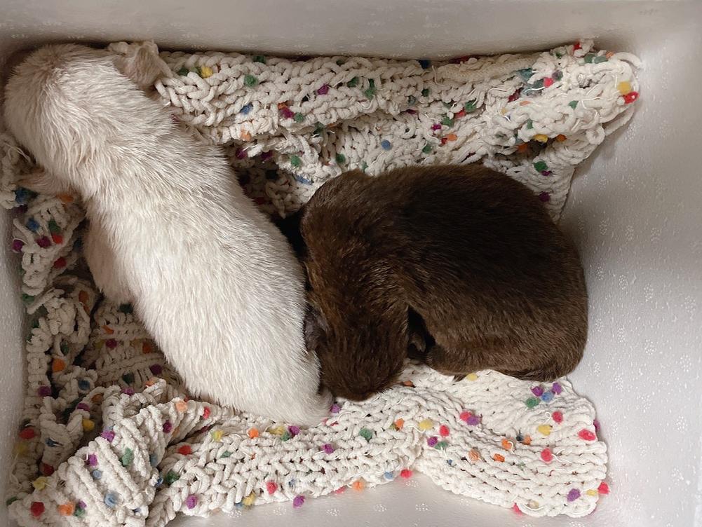 狗狗怀孕到生产需要注意什么,狗狗从怀孕开始陪主人