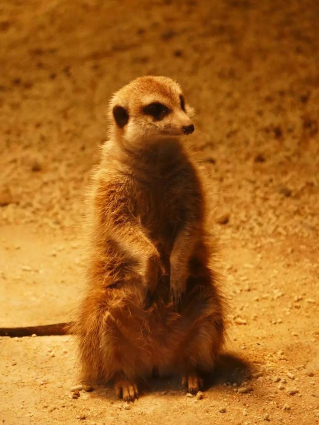 西安白鹿仓欢乐世界,西安曲江极地海洋馆旅游攻略