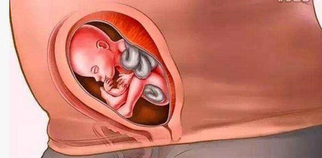 十月怀胎胎儿,一到十月胎儿变化图