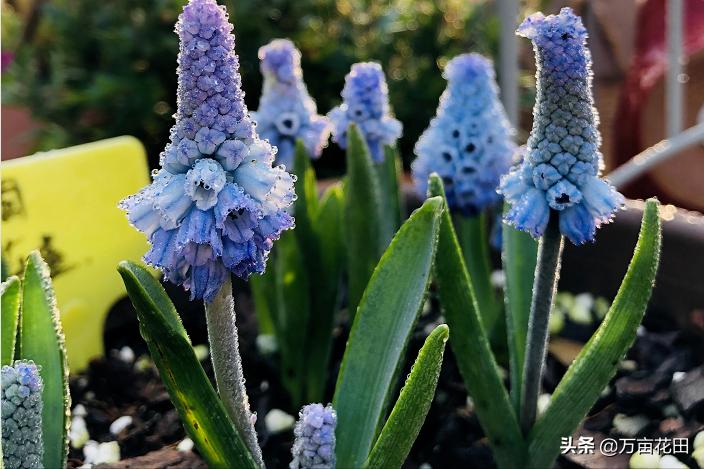 裸根百子莲的栽种方法,马蹄莲的球根种植方法图片大全