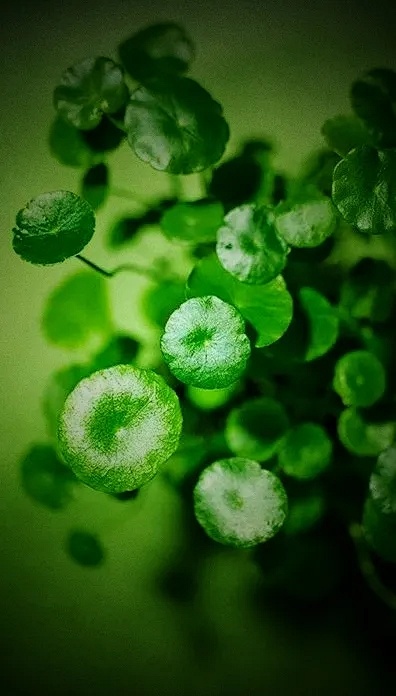 热门护肤品成分,护肤品好的成分一览表