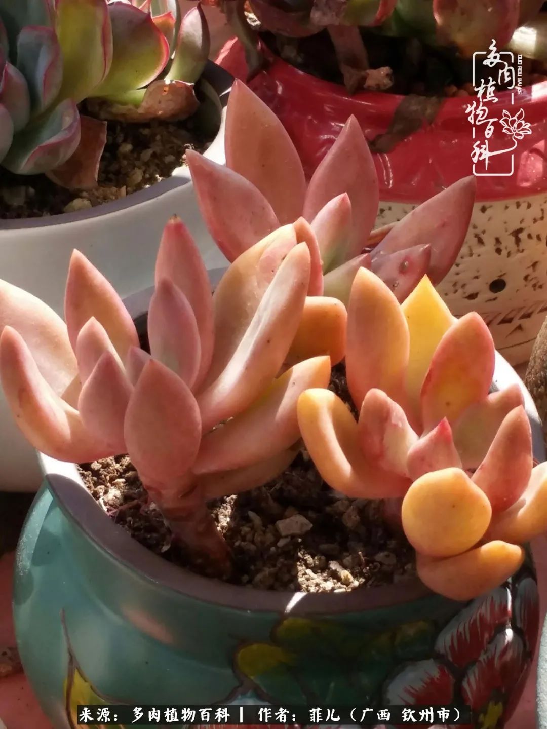 多肉相伴的感悟,与多肉为伴的时光真的很美好