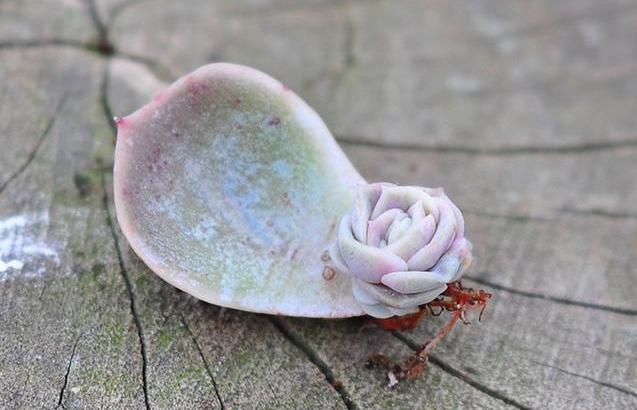 虹之玉多肉叶插成活率高吗,圣诞东云多肉叶插成活率