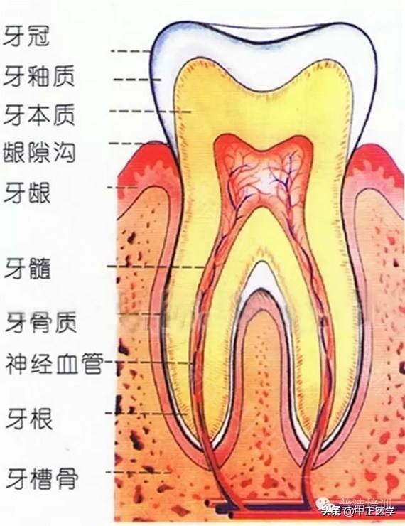 口腔科医生教你去口臭,有口臭真尴尬预防口臭从口腔做起