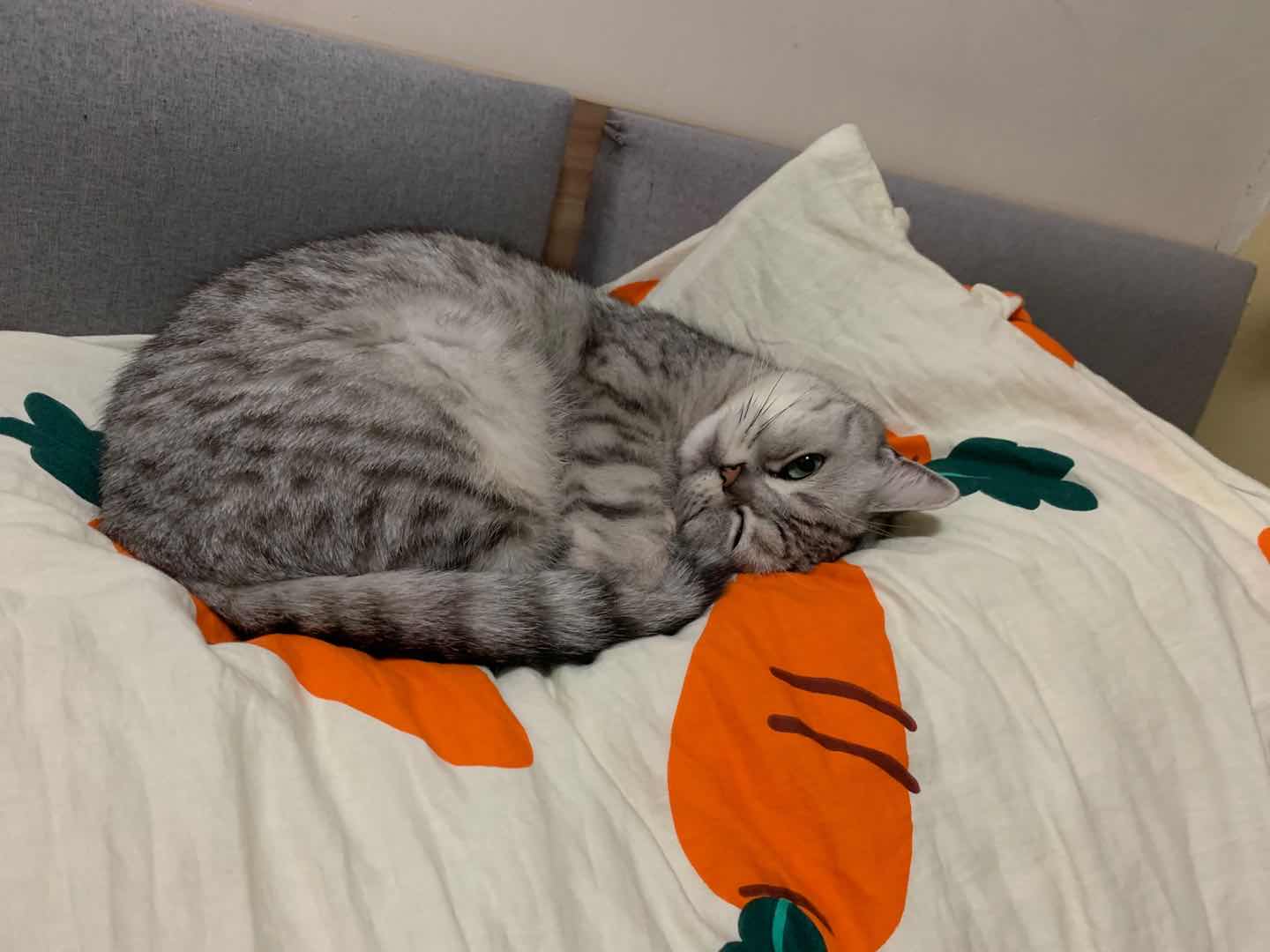 详解治疗猫癣的六大步骤,猫咪得了猫癣怎么治疗好得快