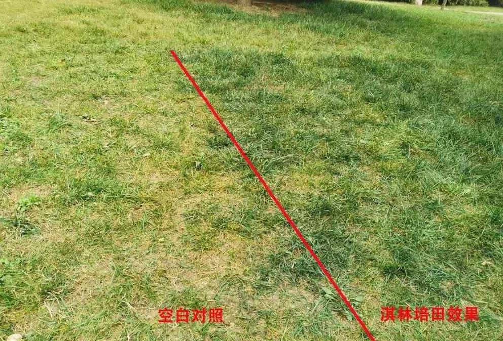 草坪入秋如何延长绿期,草坪复绿方法