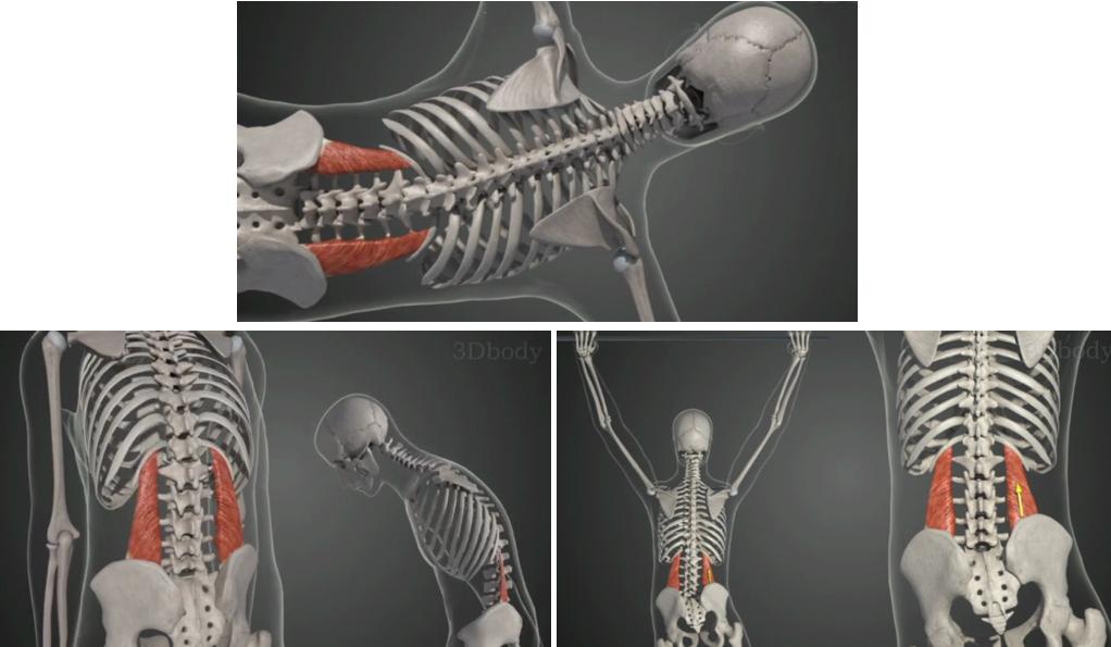 瑜伽初学者腰肌劳损怎么练习腰部,瑜伽腰背部疼痛怎么办