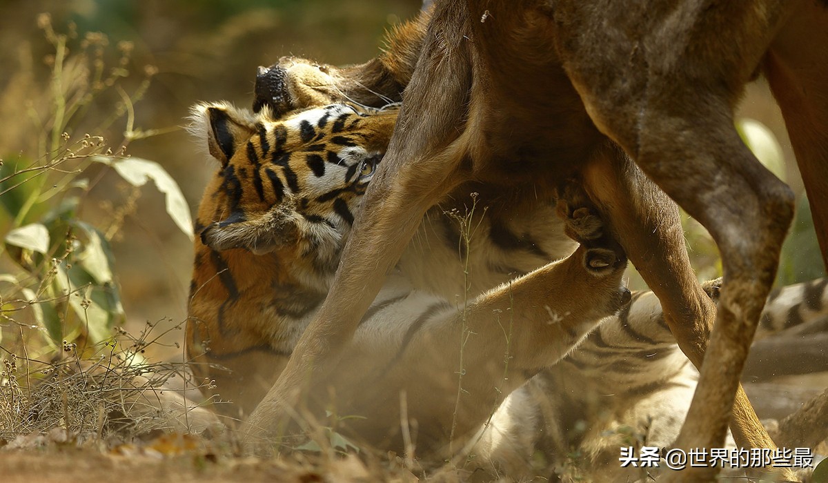 十种能对抗老虎的猛犬,几只猛犬能打败一只老虎