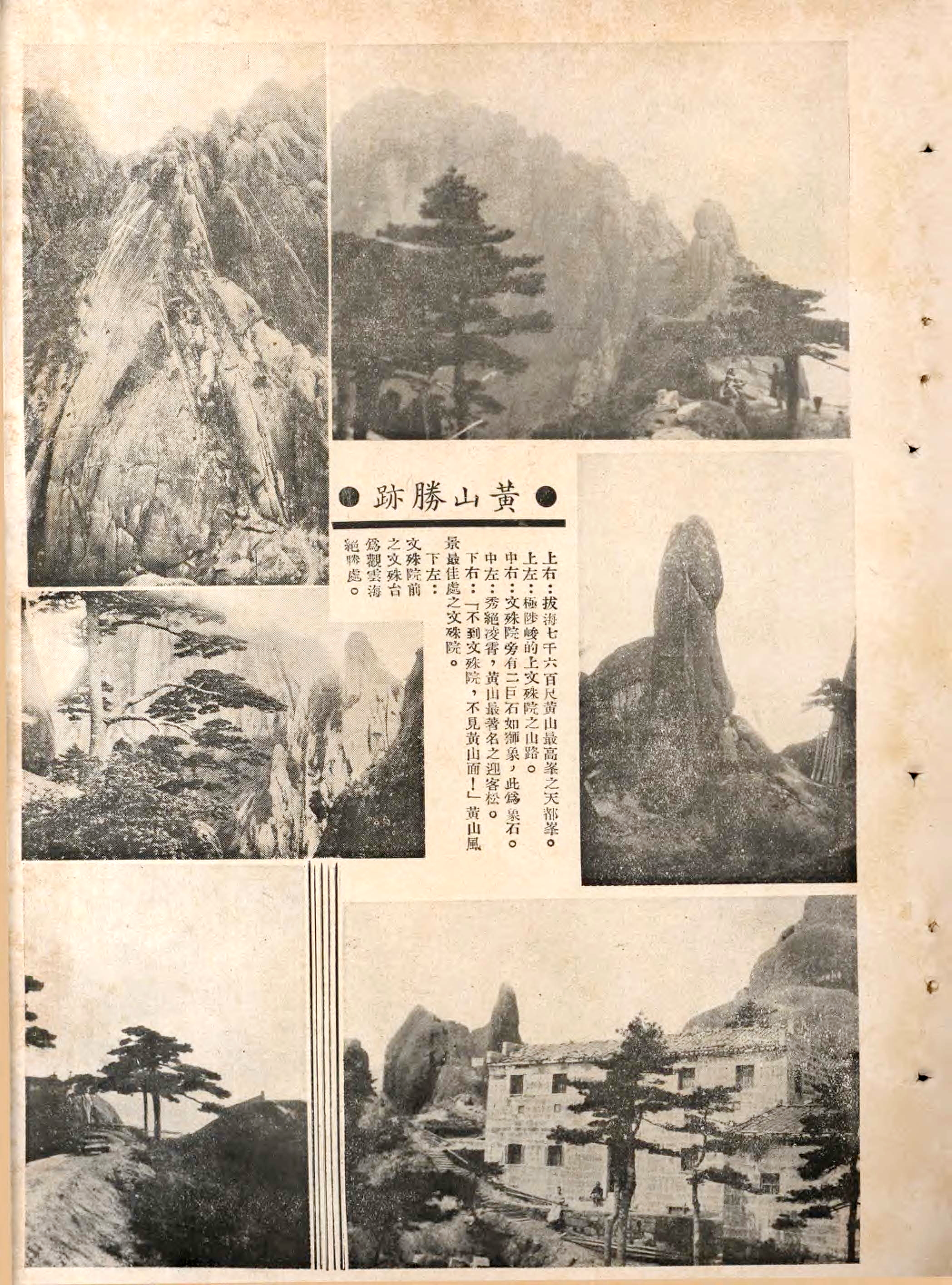 贵宾迎客松的真假辨别方法,黄山迎客松真假