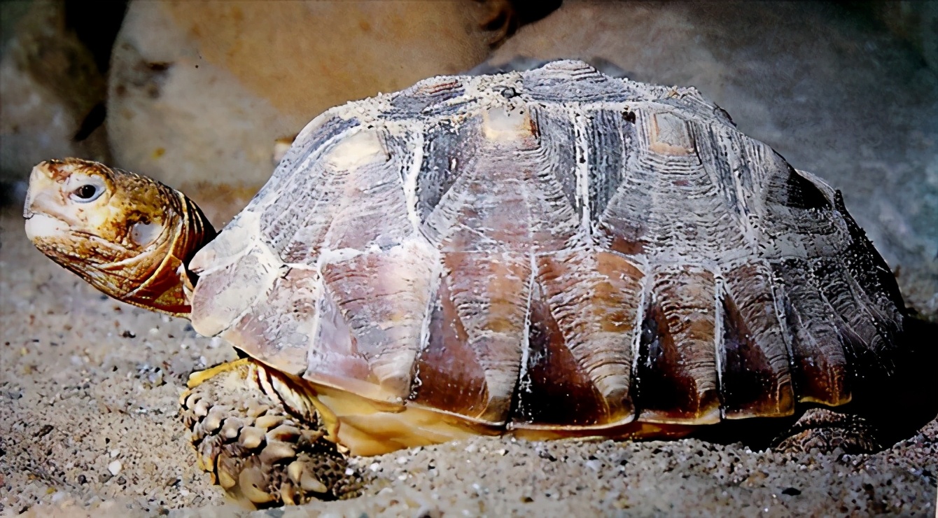 各种龟类图片大全大图,龟类展示会