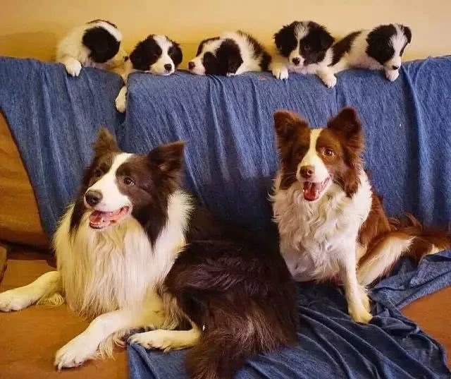 不同宠物花销大盘点原来养它才是真土豪