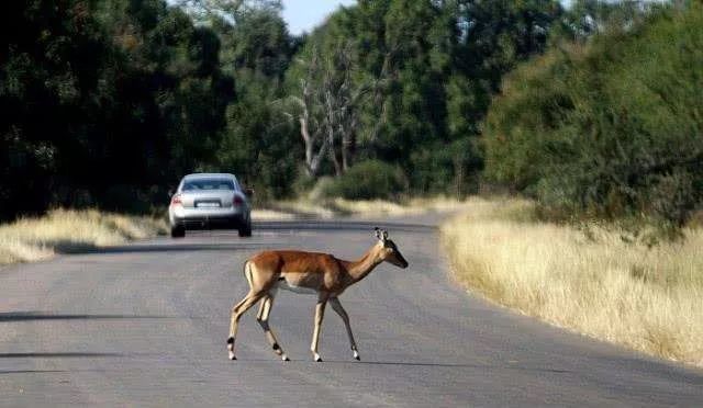 高速撞死动物怎么办,公路上撞死动物有责任吗