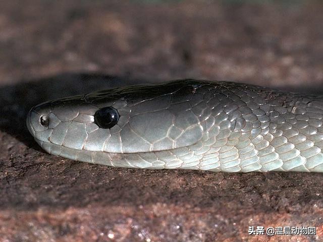 被黑曼巴咬伤真实案件,假如被黑曼巴蛇咬了该咋办