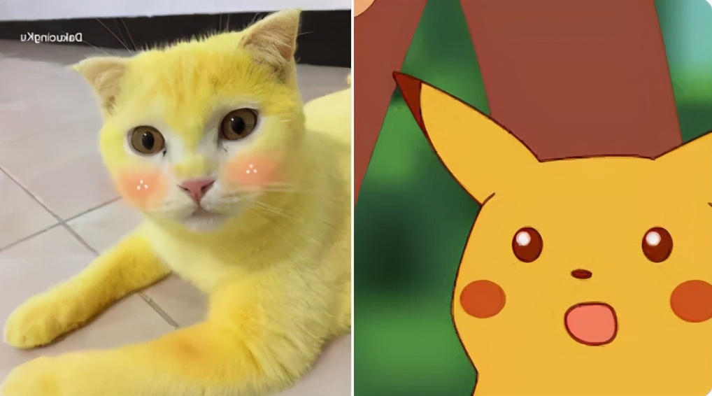 泰国姜黄治疗猫皮肤病,泰国女孩用姜黄治猫癣