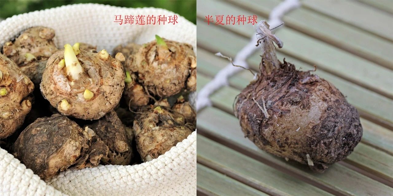 马蹄莲种球选择技巧及其种植方法,马蹄莲的种球种植方法和注意事项