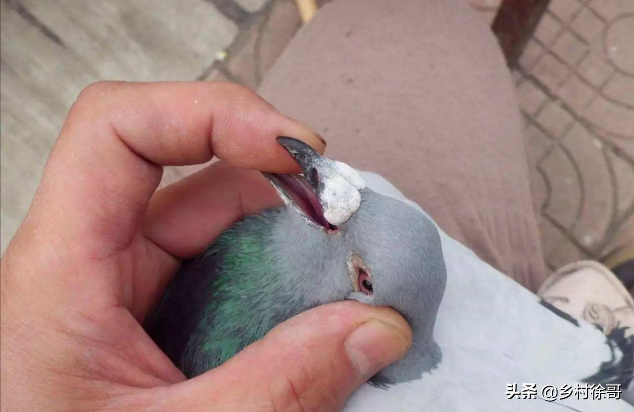 鸽子如何预防鸽痘,鸽友一般夏季都是如何预防鸽痘的