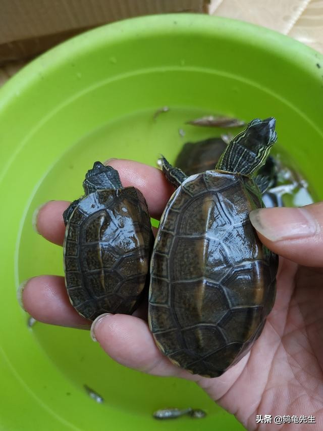 乌龟清肠到哪种程度属于清肠完成,乌龟冬眠前为什么要清肠