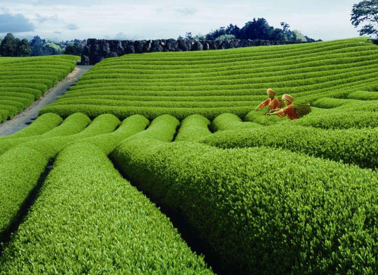 宽叶莓茶张家界,芽美张家界莓茶