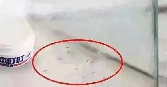 用什么方式灭蚊子,灭蚊子最有效的土方法