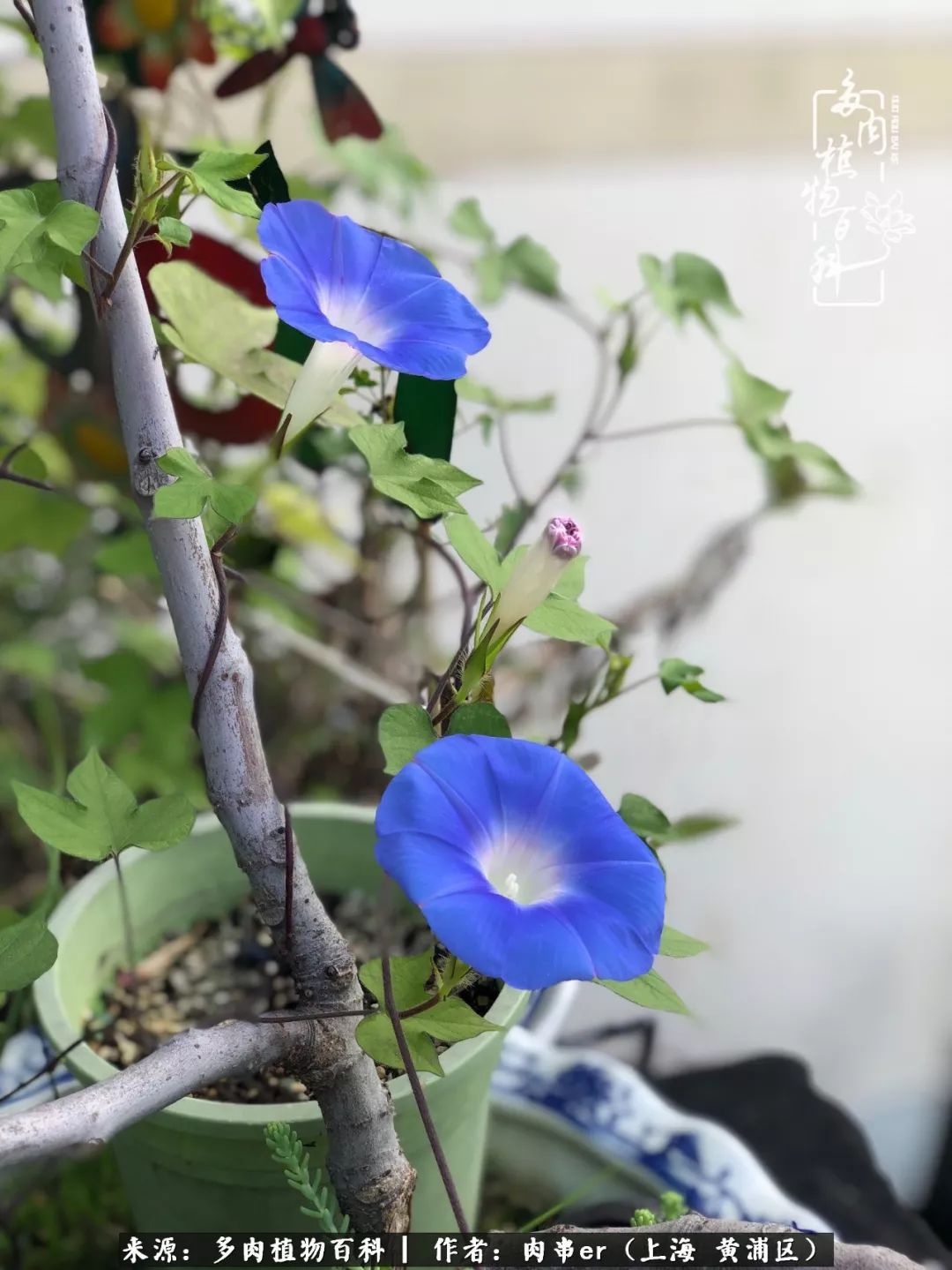 怎么用原相机拍多肉更好看,多肉怎么拍摄好看