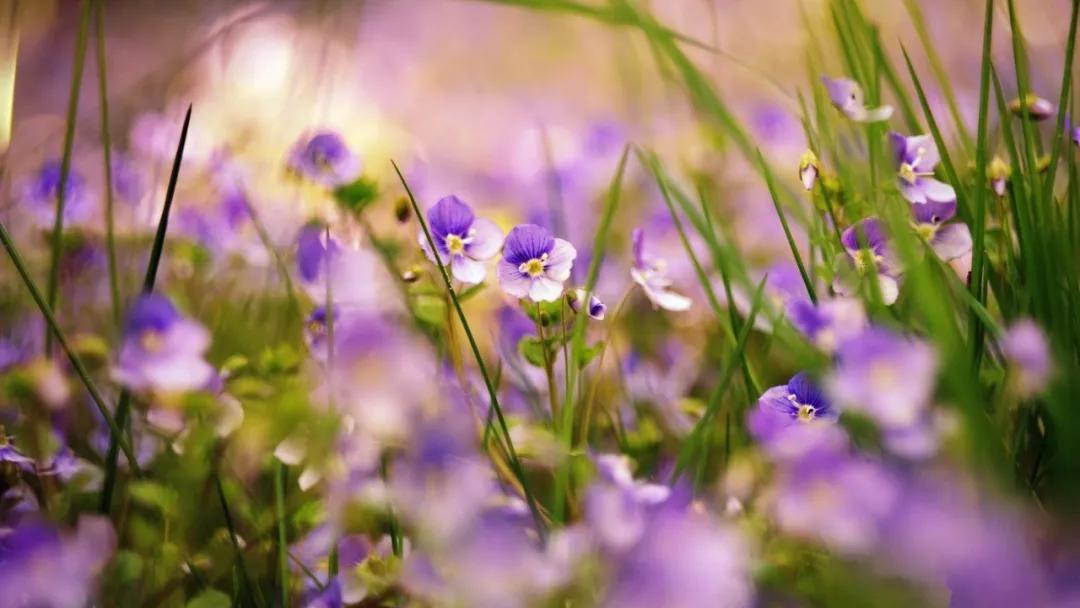 阳历阴历农历三者的关系,农历生日是阴历还是阳历