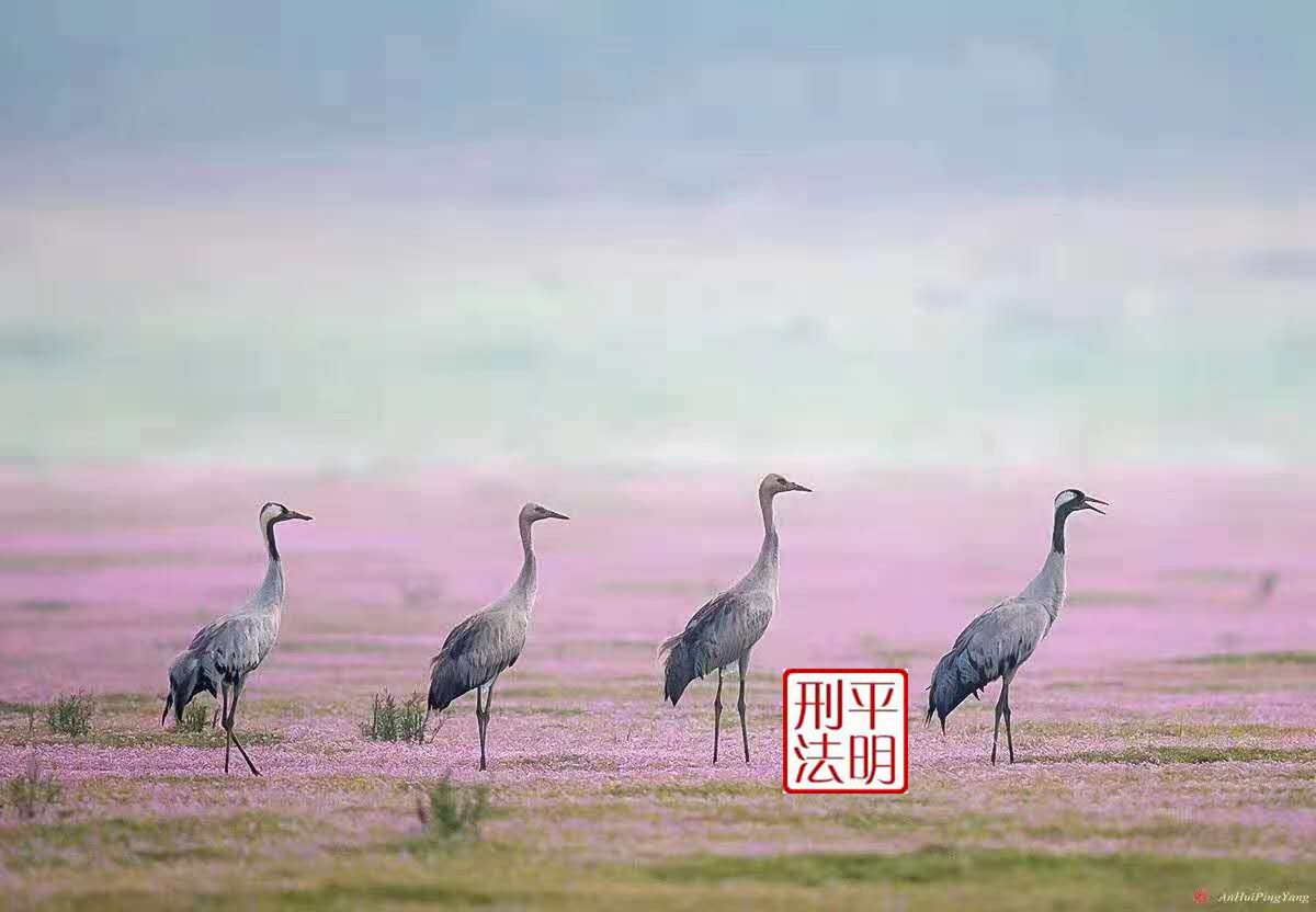 贩卖带毒的药品定什么罪 (王某贩卖毒构成什么犯罪)