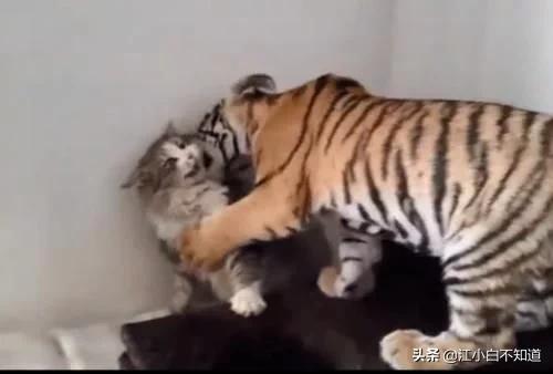 猫咪见到老虎原来我长大后这么猛,猫咪第一次见到老虎反应真呆萌