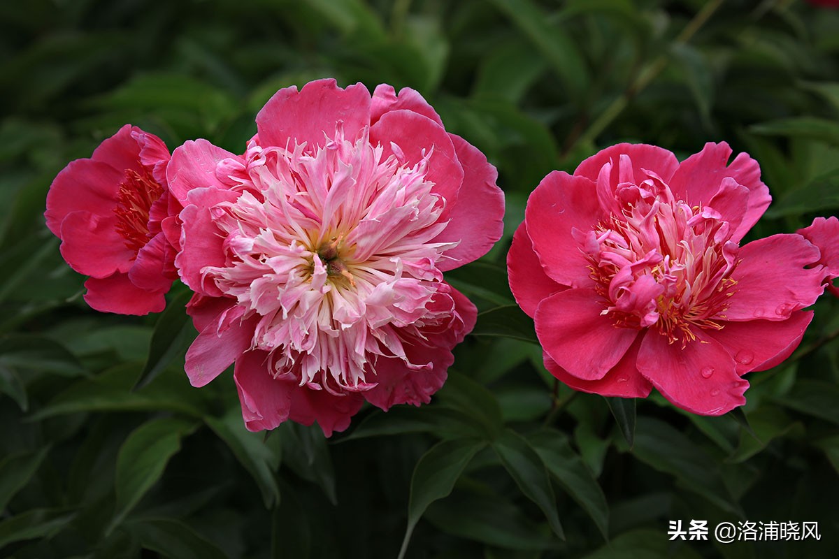 大院绿化的回忆——顺便看看院里的芍药定个究竟有多少种？