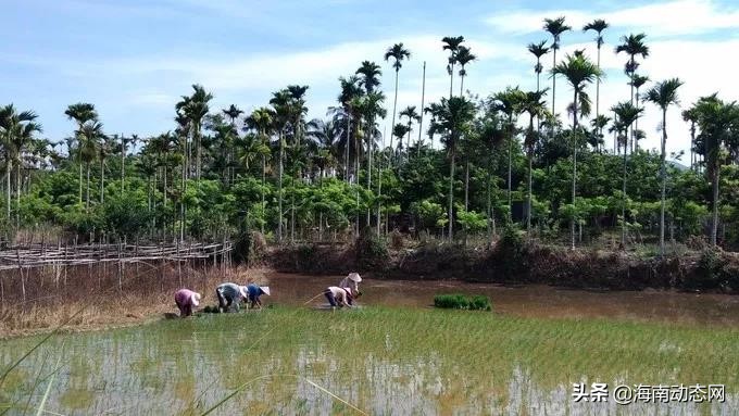 趁着春光出游海南,趁着春光明媚去旅行