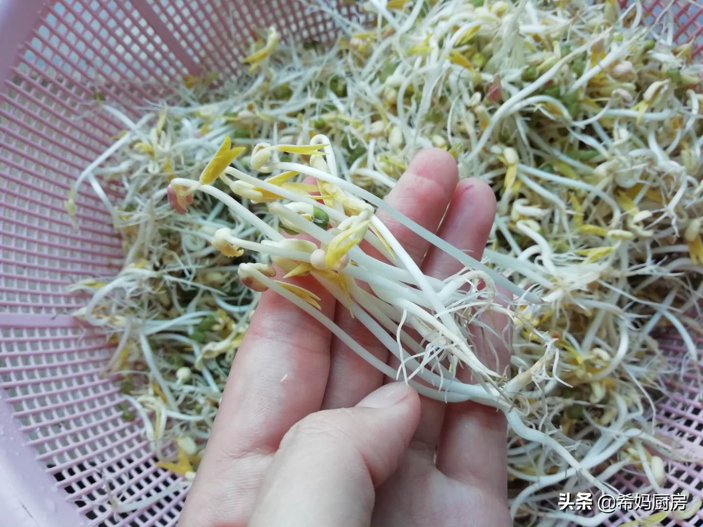 用绿豆泡豆芽七天过程,泡发绿豆怎么做好吃又简单