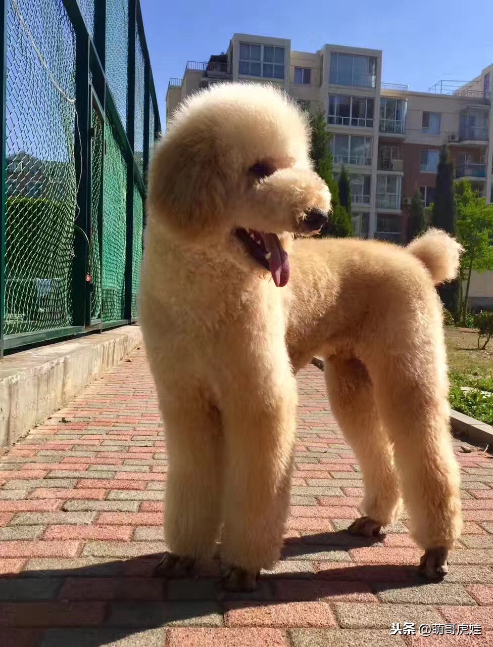 巨型贵宾如何剃毛,贵宾造型和泰迪造型