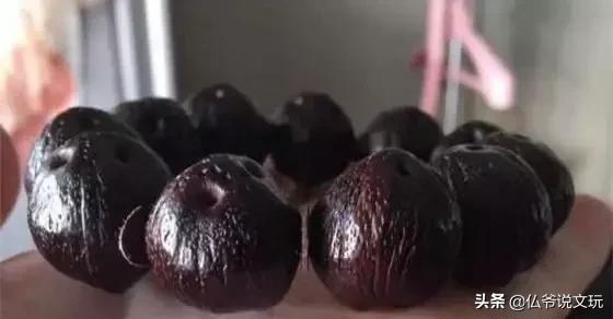 星月金刚凤眼的区别,星月菩提凤眼菩提金刚菩提怎么选