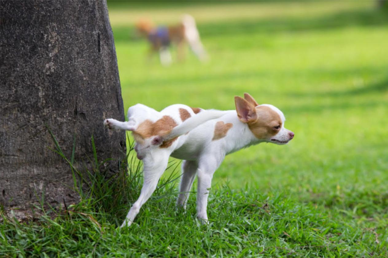 为什么狗狗见面都要相互闻鼻子,狗狗一见面就咬手